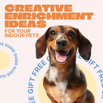 Indoor Pet Enrichment Ideas: Easy Games for Cats & Dogs